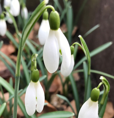Galanthus 'Tiny Tim'